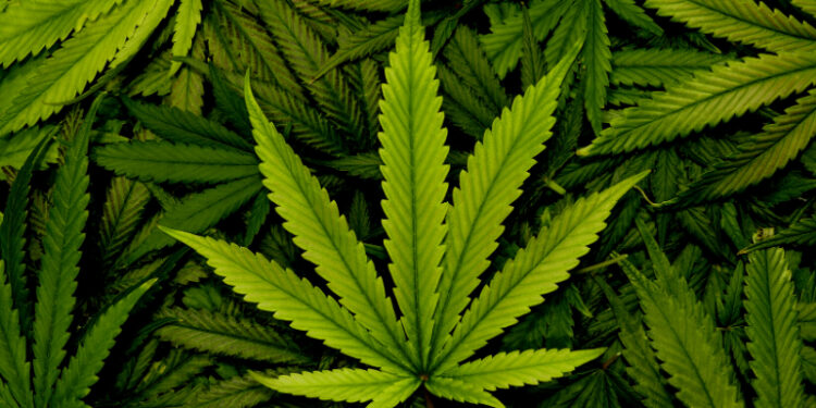 Nigeria Kicks As UN Classifies Cannabis Non-dangerous Drug