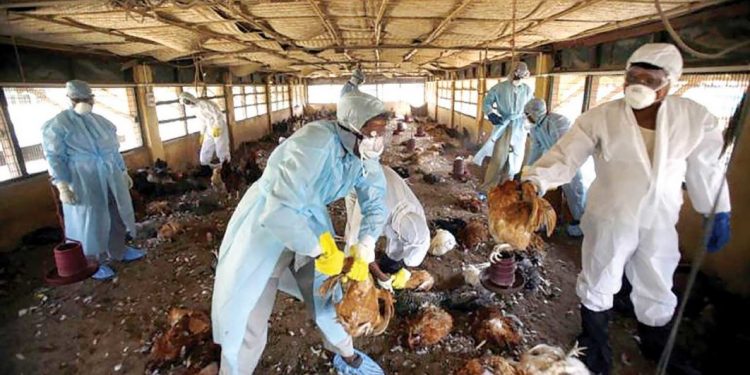 Bird flu: Bauchi Govt. Kills About 27,000 Birds to Curtail Spread