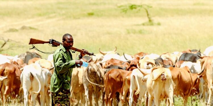 Chad: 12 Killed As Farmers, Herders Clash