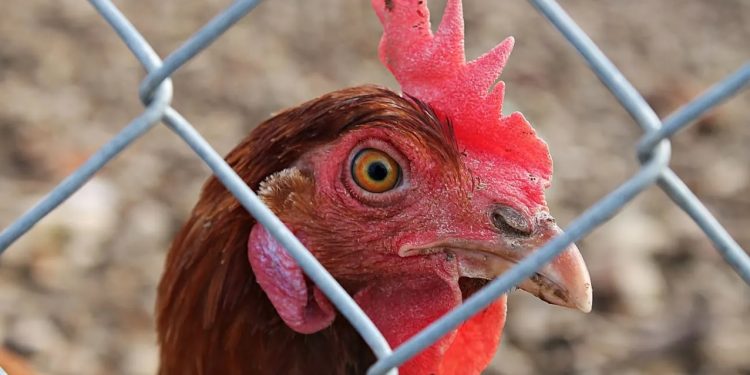 Nigeria: Court Orders Killing Of Cockerel For Being 'Too Noisy'