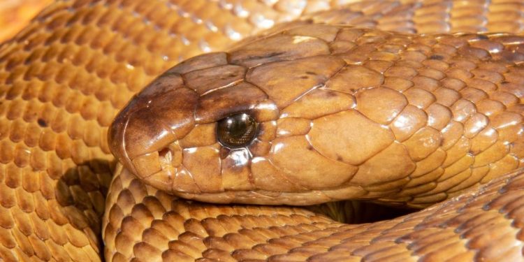 South African Pilot Makes Emergency Landing As Deadly Cobra Slithers Under His Seat