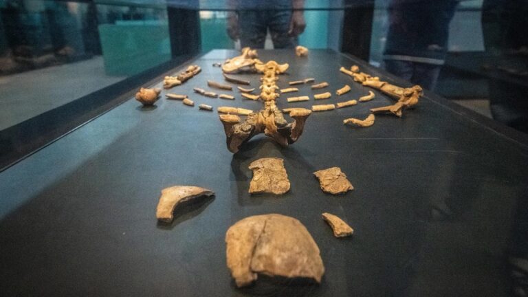 Ancient Human Ancestor Lucy Had Knee Joints, Walked Fully Upright ...