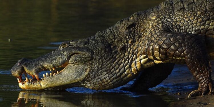 female crocodile shatters reproductive norms with virgin birth