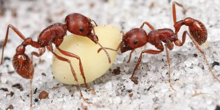 kenyan trio face charges for smuggling ants