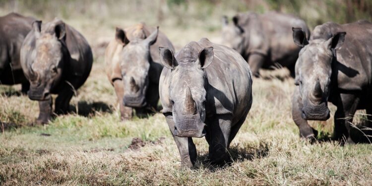 Southern Africa White Rhino Population Sees First Growth In A Decade