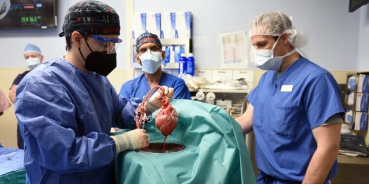 U.S. Specialists Achieve Second Pig-To-Human Heart Transplant Milestone