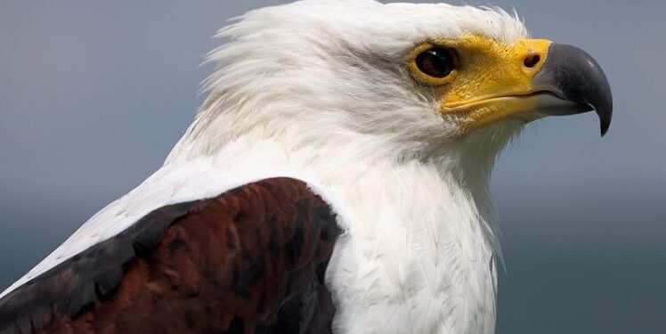 90% Of African Birds Of Prey Under Threat, Study Finds