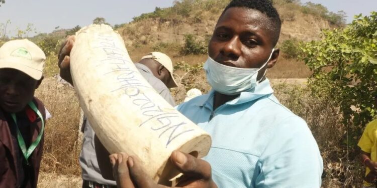 Nigeria Destroys Elephant Tusks Worth $11m