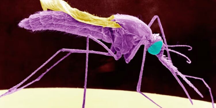 Djibouti: Friendly Mosquitoes Take Flight in Country's Fight Against Malaria